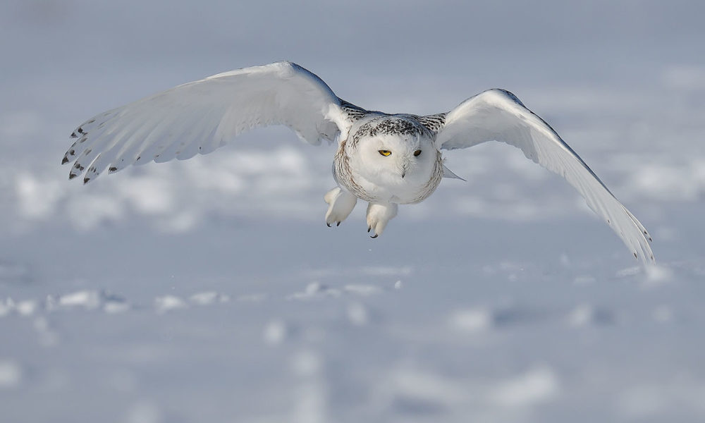 owl flying over snowy landscape