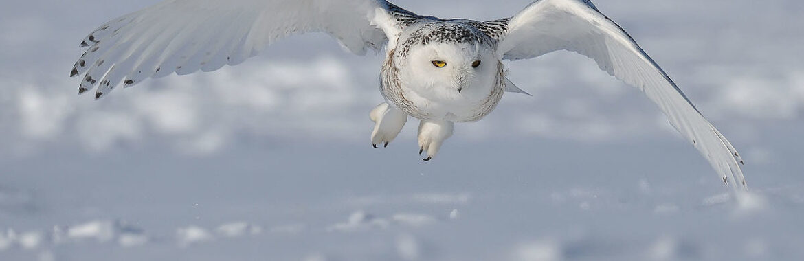 owl flying over snowy landscape