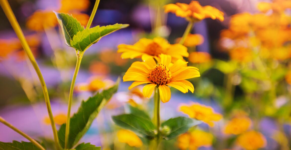 flowers