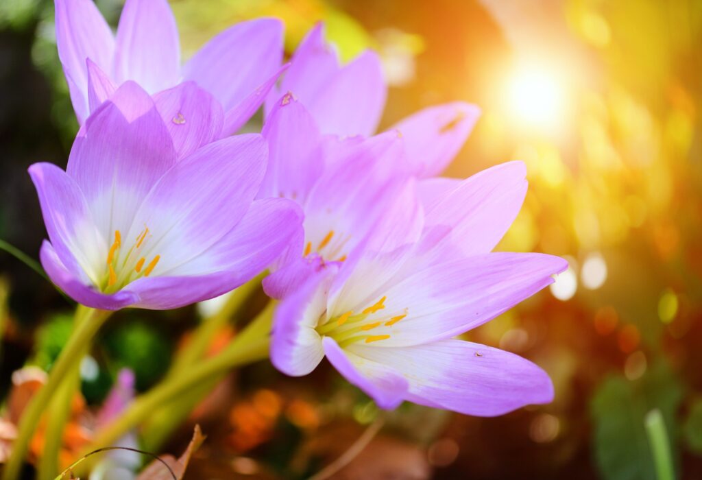 flowers